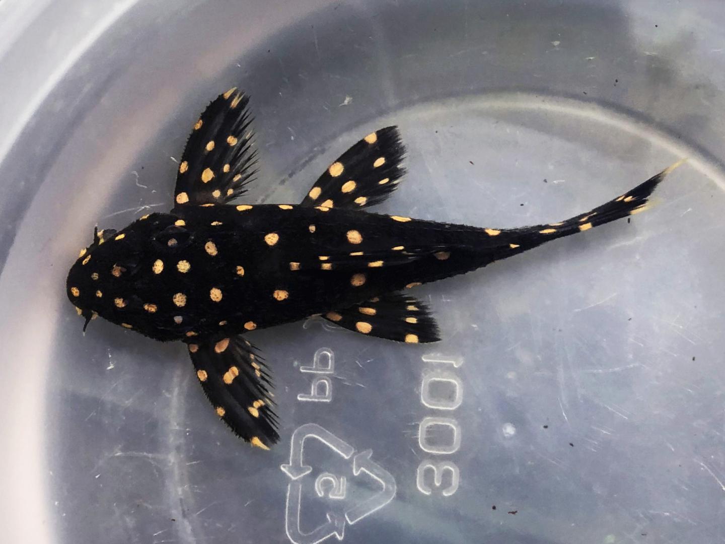 Vampire pleco hot sale care